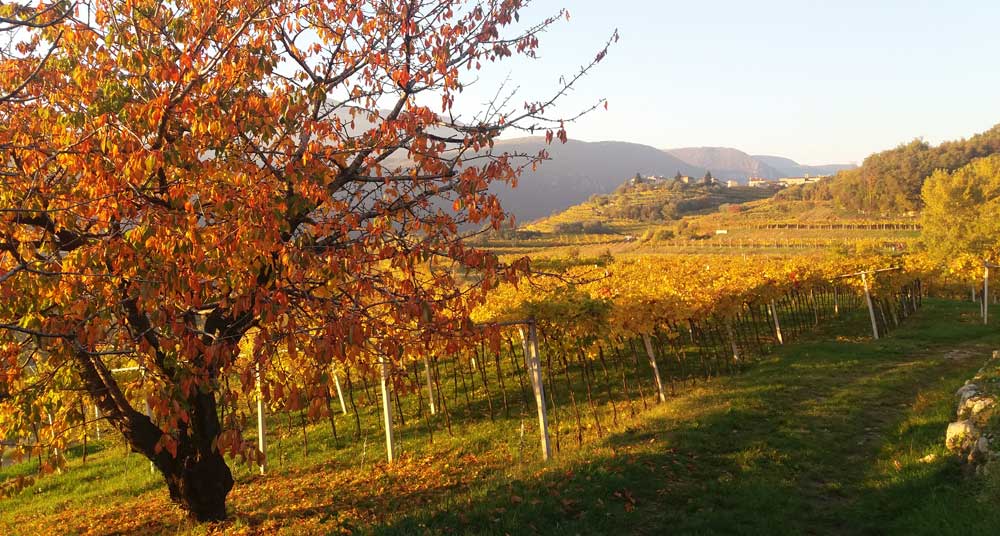 Valpolicella Viti