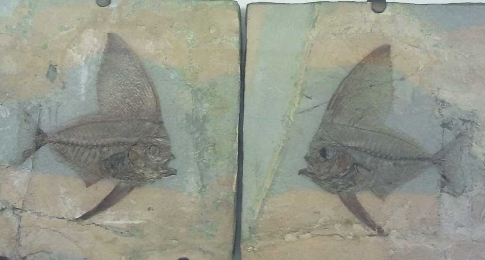 Museo Storia Naturale