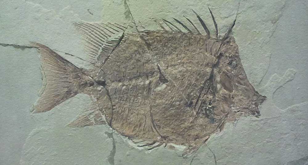 Museo Storia Naturale